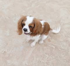 Olx cavalier hot sale king charles spaniel