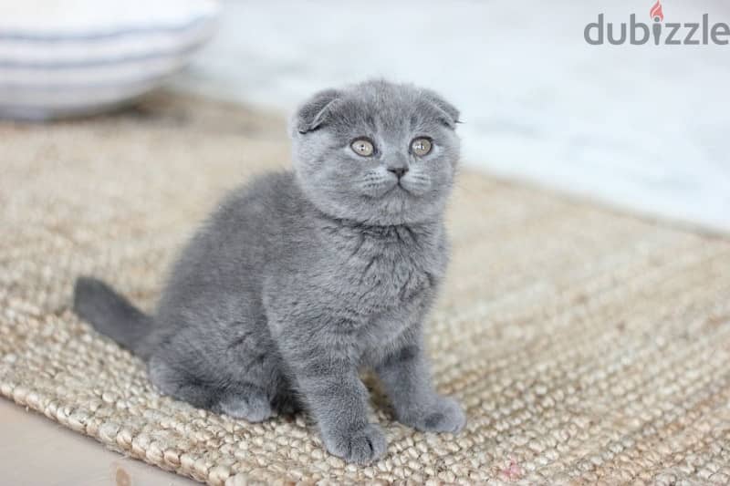 scottish Fold Kitten 0