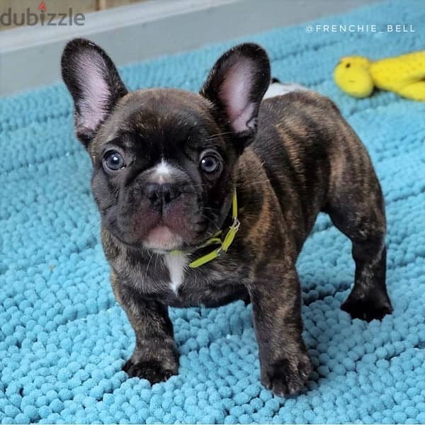 French Bulldog tiger Brindle 0