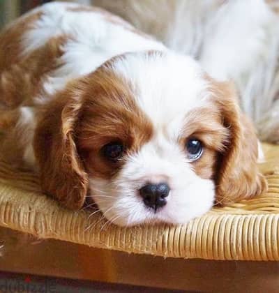 Cavalier king charles Adorbs Puppies