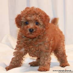 toy poodle imported plus delivery 0