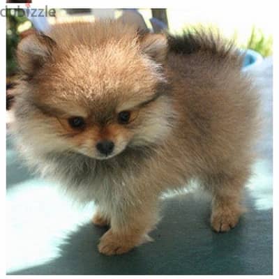 Pomeranian Imported Teacup  fluffy Dog