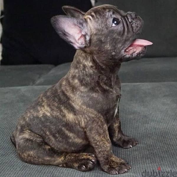 imported French Bulldog tiger ADORBSS 0