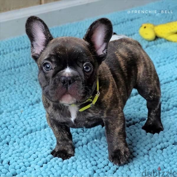 French bulldog Black Brindle Imported 0