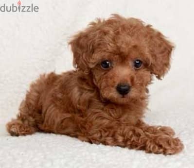 imported toy poodle Puppy