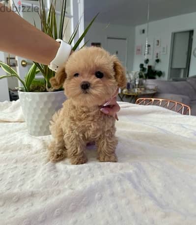 Teacup Maltipoo Puppy imported