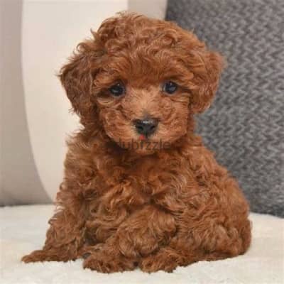 Imported toy poodle Brown