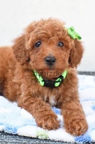 toy poodle imported brown