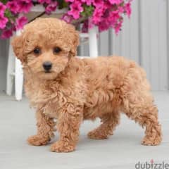 Mini Labradoodle ADORABLE imported 0