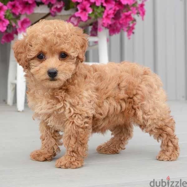 Mini Labradoodle ADORABLE imported 0