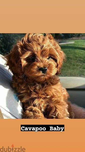 Cavapoo Dog puppies / dog كلاب