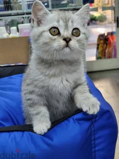 British Shorthair Chinchilla Silver Tabby