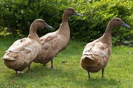 9 month old 3 male ducks are available