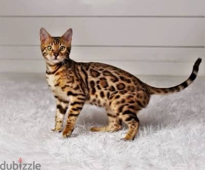 Bengal Kitten Imported