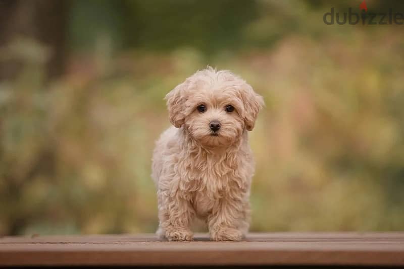 Maltipoo 0