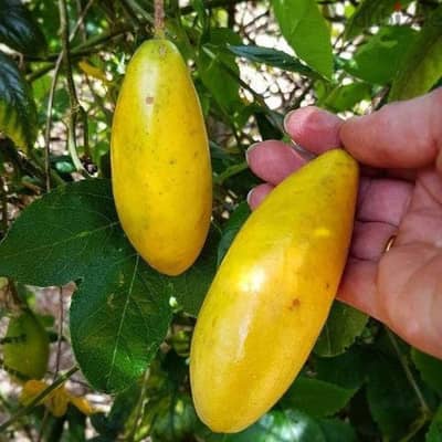 Spanish Banana Passion fruit شتول الباسيفلورا بانانا الإسباني؛