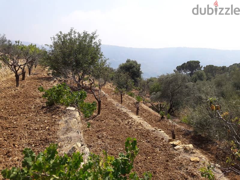 L08713 - Land for Sale in Al-Kaakour 2