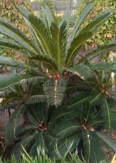 cycas plant