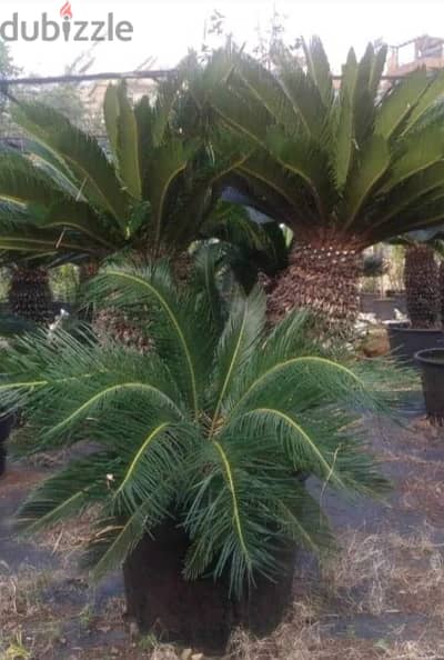 cycas نخيل سيكا جزعين