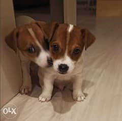 Jack Russell puppies DELIVERY Dog / كلاب 0