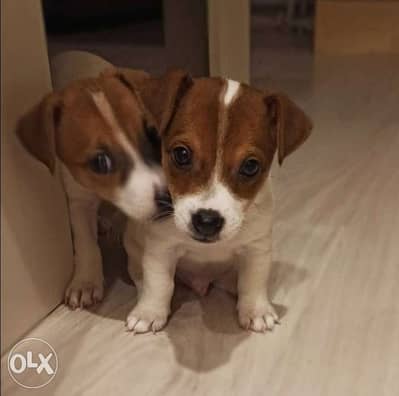 Jack Russell puppies DELIVERY Available Dog / كلاب