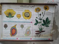 منشورات قديمة  للمدارس مكتبة لبنان 1968