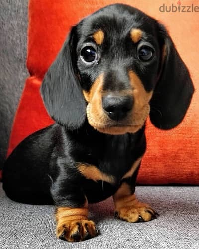 Dachshund puppy Imported black and tan