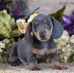 Olx dachshund hot sale