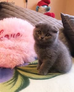 Scottish Fold Kitten Cat قطط CUTENESS delivery 0