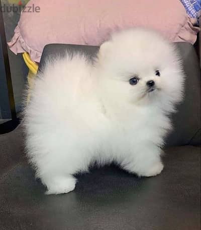 teacup Pomeranian puppies Delivery imported