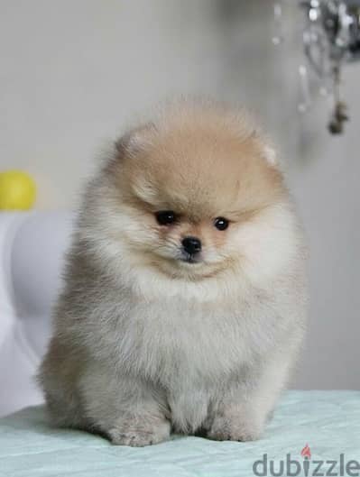 pomeranian