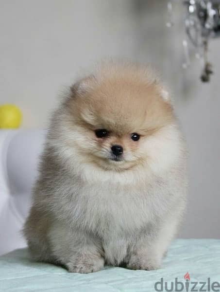 pomeranian Lovee delivery imported 0