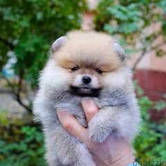 Imported Pomeranian  puppy 0