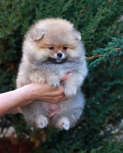 Pomeranian Cutie IMPORTED LOVE