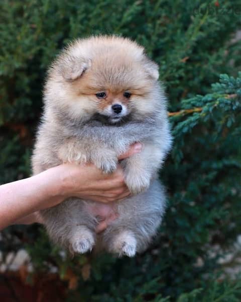 Pomeranian Cutie IMPORTED LOVE 0