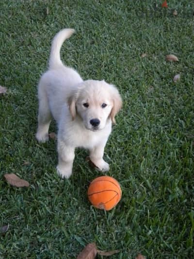 Golden Retriever Bear gold