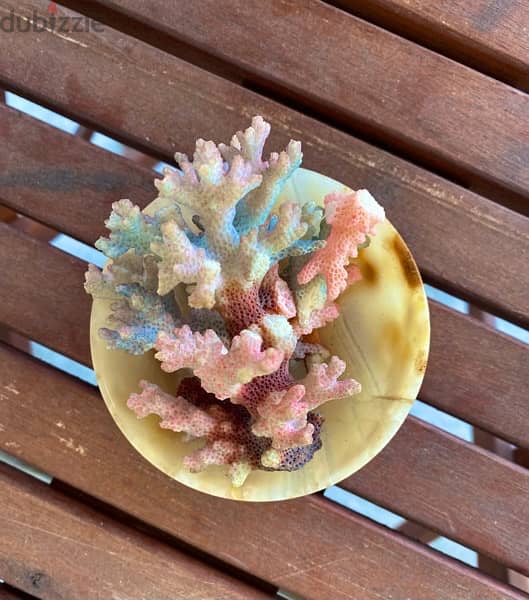 Colorful Sea Coral مرجان البحر 1