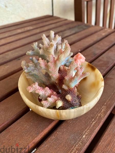 Colorful Sea Coral مرجان البحر 6