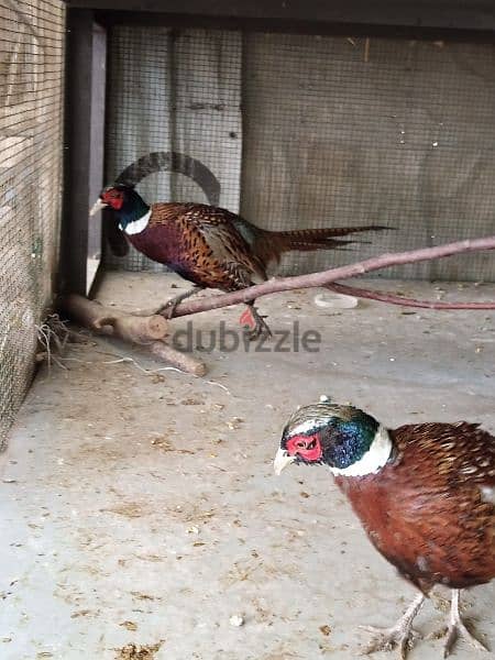 White  & Ring Neck Pheasant              ( فيزون (أناتي وجواز 4