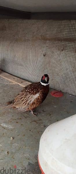 White  & Ring Neck Pheasant              ( فيزون (أناتي وجواز 5