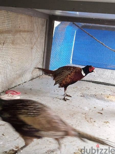 White  & Ring Neck Pheasant              ( فيزون (أناتي وجواز 6