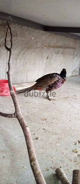 White  & Ring Neck Pheasant              ( فيزون (أناتي وجواز 7