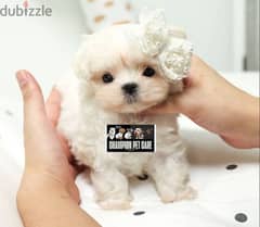 BICHON dogs maltaise teacup & all size AVAILABLE females and males