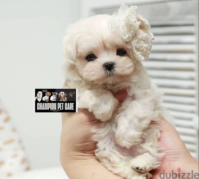 BICHON dogs maltaise teacup & all size AVAILABLE females and males 1