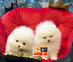 POMERANIAN / Teacup dogs females and males VACCINATED