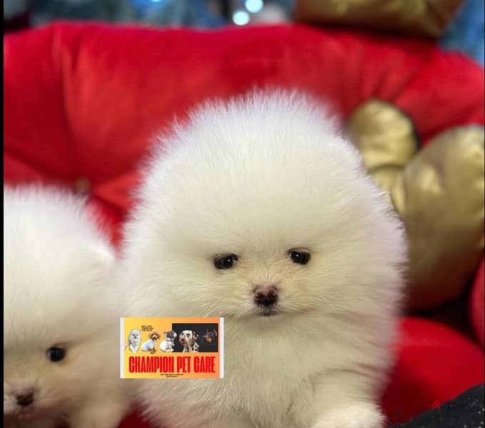 POMERANIAN / Teacup dogs females and males VACCINATED 1