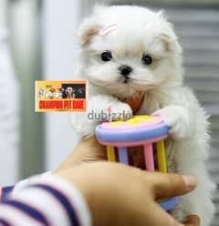 BICHON dogs maltais all size females and males availables