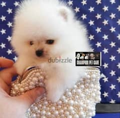 POMERANIAN DOGS all size females and males SPECIAL OFFERS!!!