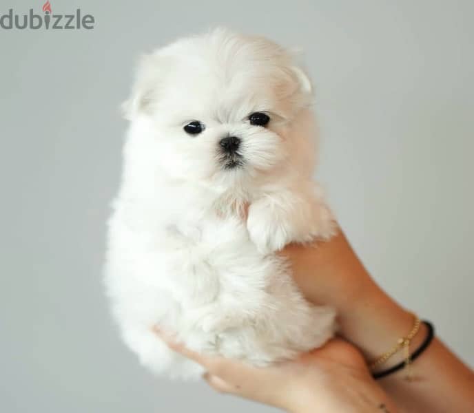 BICHON all size Maltaise and more females and males special offers !!! 0