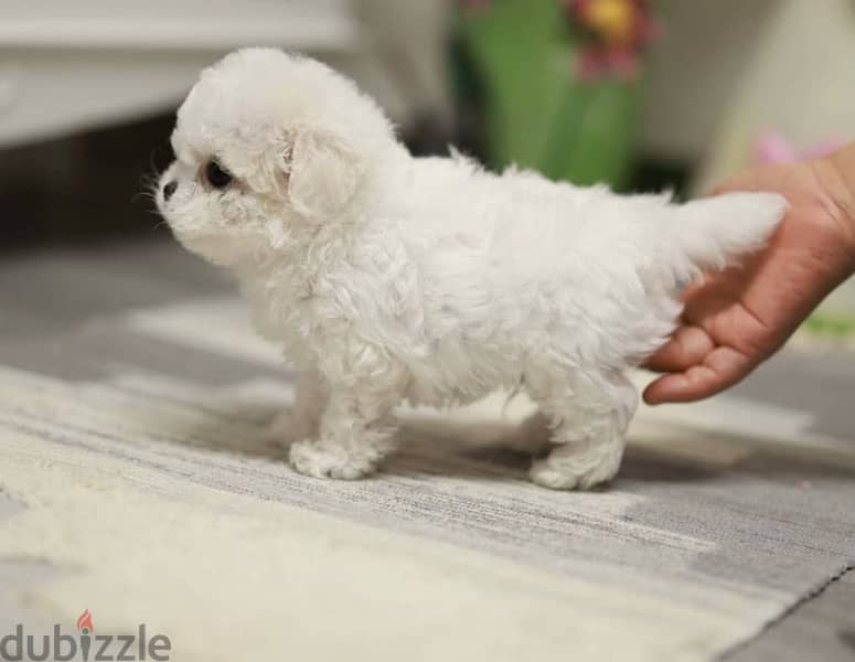 BICHON all size Maltaise and more females and males special offers !!! 1